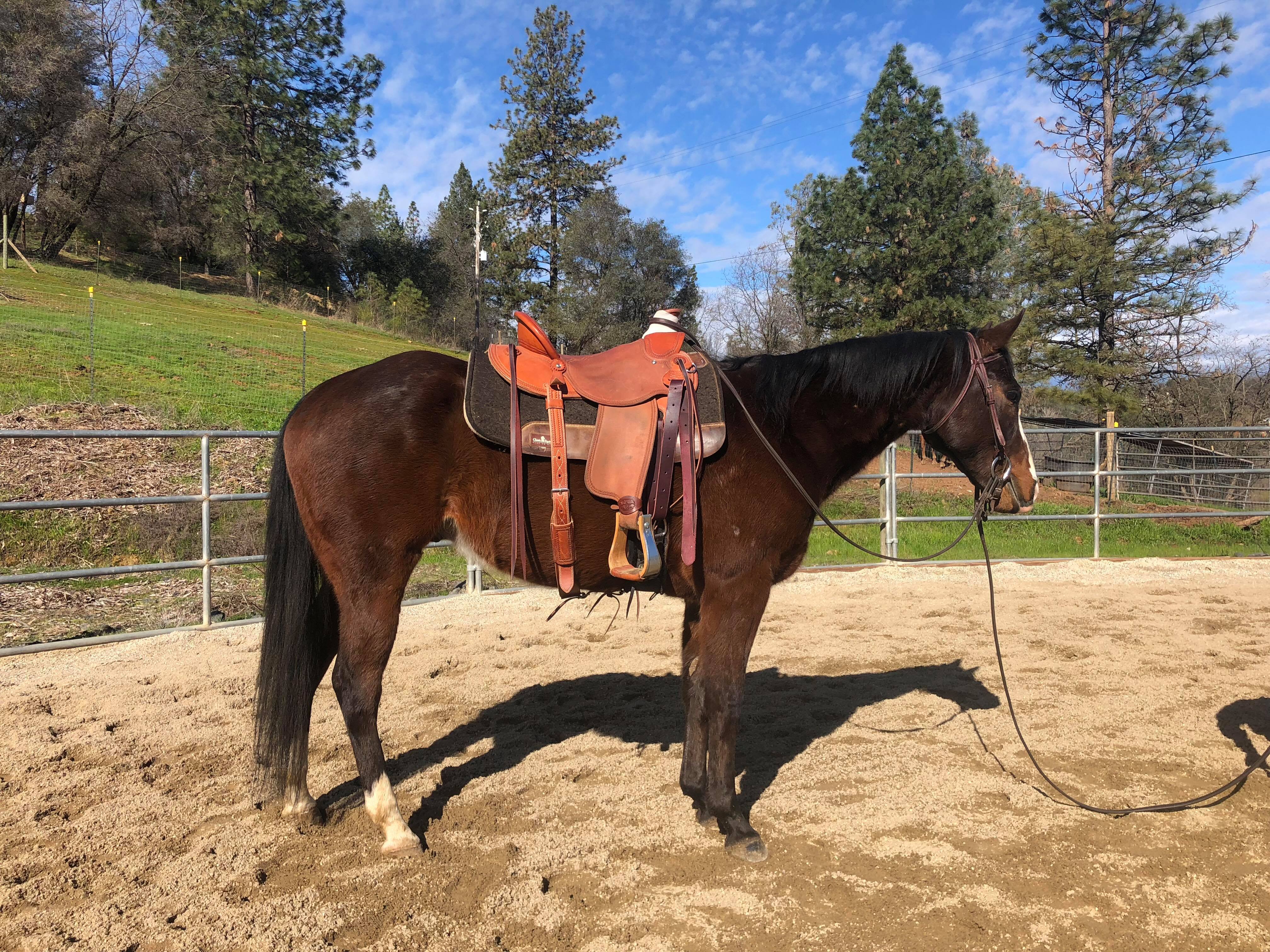 SOLD! Dillon 5 year old QH Gelding 15.1 hands CONGRATULATIONS JILL!