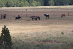 Camp Trips to Big Meadow and Mt. Tamalpias