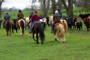 Cow Clinic and Ranch Ride March 2011