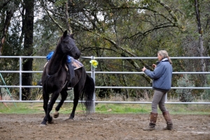 Gaited Horse Workshop Nov. 2011