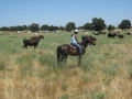 gallery-ranch-cinic-photo17