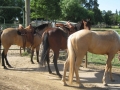 gallery-ranch-cinic-photo7