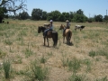 gallery-ranch-cinic-photo9