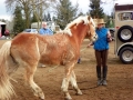 gallery-trailor-drill-photo5