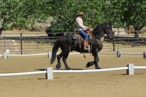 Western Dressage with Apollo