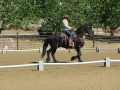 gallery-dressage-Apollo-photo1