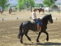 gallery-dressage-Apollo-photo3