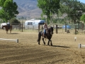 gallery-dressage-Apollo-photo4