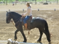 gallery-dressage-Apollo-photo5