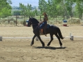 gallery-dressage-Apollo-photo6