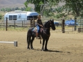 gallery-dressage-Apollo-photo7