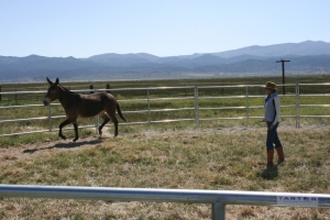Working with Dorothy & Gary's Beautiful Mules!