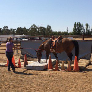 10504860_704607193017361_2540937904987318434_o (1)